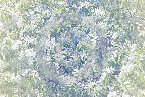 Apple trees color. the seed-bearing part of a plant, consisting photo