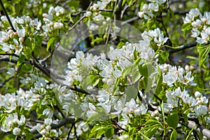 Apple trees color. the seed-bearing part of a plant, consisting photo