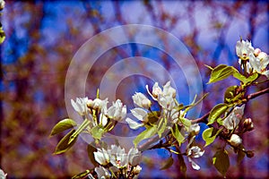 Apple trees color. the seed-bearing part of a plant, consisting photo
