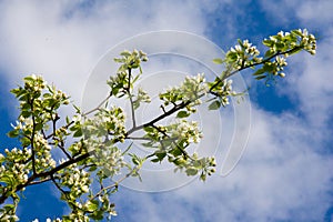 Apple trees color. the seed-bearing part of a plant, consisting photo
