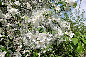 Apple trees flowers. the seed-bearing part of a plant, consisting of reproductive organs stamens and carpels that are typically