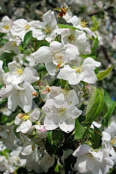 Apple trees flowers. the seed-bearing part of a plant, consisting of reproductive organs stamens and carpels that are typically