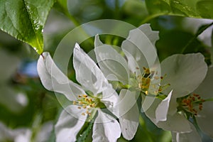 Apple trees flowers. the seed-bearing part of a plant, consisting of reproductive organs stamens and carpels