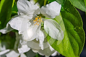 Apple trees flowers. the seed-bearing part of a plant, consisting of reproductive organs stamens and carpels