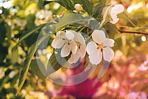 Apple trees flowers. the seed-bearing part of a plant, consisting of reproductive organs stamens and carpels that are typically su