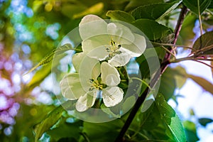 Apple trees flowers. the seed-bearing part of a plant, consisting of reproductive organs stamens and carpels that are typically su