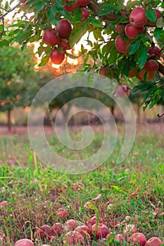 Apple on trees in fruit garden on sunset