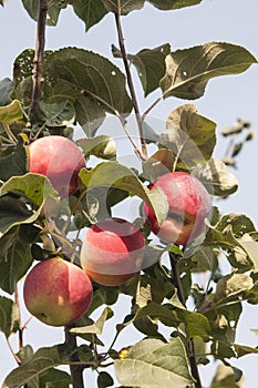 Apple trees in the garden