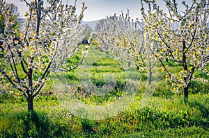 Apple trees garden in the outskirts of Bitola town.
