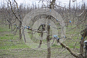Apple trees in the garden, pruning apple trees