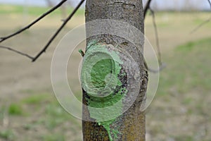 Apple trees in the garden, pruning apple trees