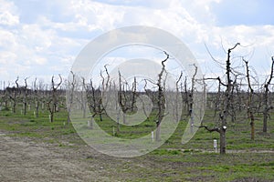 Apple trees in the garden, pruning apple trees