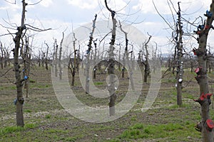 Apple trees in the garden, pruning apple trees