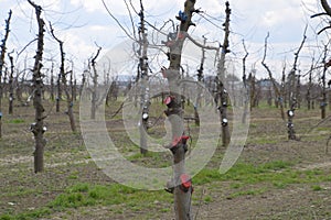 Apple trees in the garden, pruning apple trees