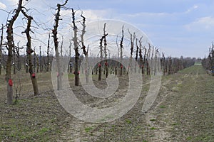 Apple trees in the garden, pruning apple trees