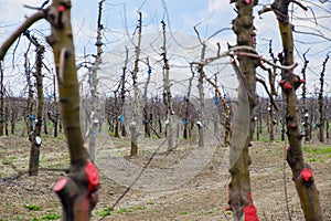 Apple trees in the garden, pruning apple trees