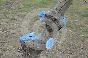 Apple trees in the garden, pruning apple trees