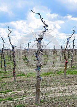 Apple trees in the garden, pruning apple trees