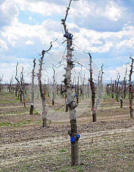 Apple trees in the garden, pruning apple trees