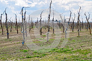 Apple trees in the garden, pruning apple trees