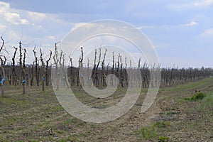 Apple trees in the garden, pruning apple trees