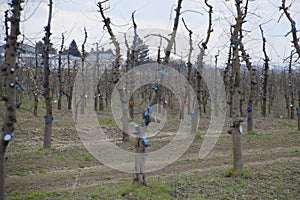 Apple trees in the garden, pruning apple trees