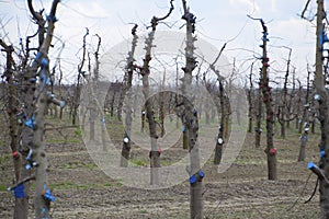 Apple trees in the garden, pruning apple trees