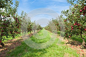 Apple trees loaded with apples in an orchard