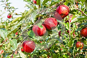 Apple trees loaded with apples in an orchard