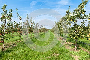 Apple trees loaded with apples in an orchard