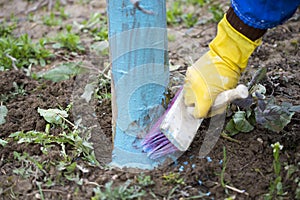 apple trees in march treated with Bordeaux mixture to combat mildew. Bordeaux mixture is allowed in agriculture to as a fungicide,