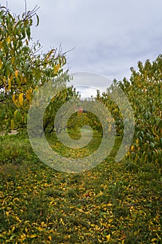 Apple Trees at McGlasson's Farm in Hebron, KY