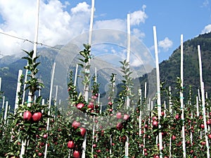 Apple trees near Parcines