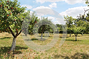 Apple trees orchand