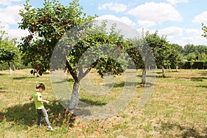 Apple trees orchand and kid