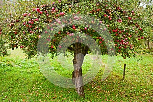 Apple trees orchard