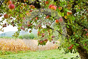 Apple trees orchard