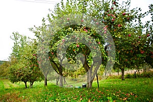 Apple trees orchard