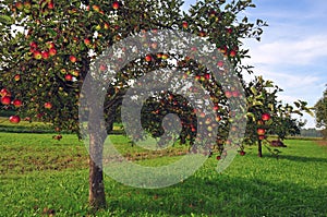 Apple trees orchard