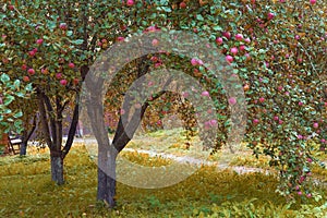 Apple trees orchard in autumn.Heavy branches with falling organic ripe red apples are overhanging path of apple garden.