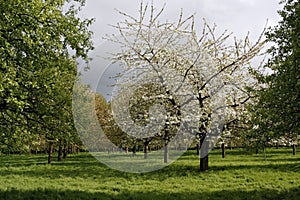 Apple trees orchard blossoming