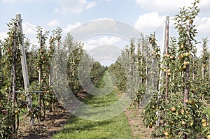 Apple trees in an orchard.