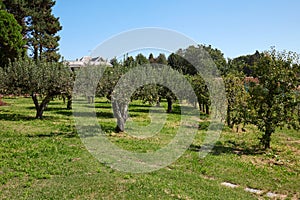 Apple trees orchard in a sunny day, clear blue sky