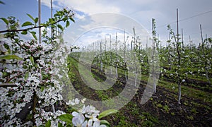 Apple trees plantation. Row of flowering seedlings with footpaths and grass photo