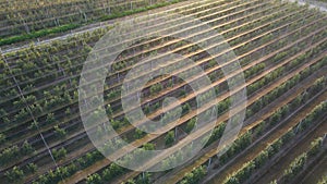 Apple trees planted in lines for selection