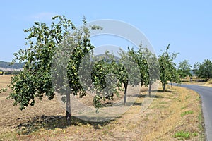 apple trees at the roadside