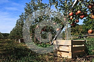 Apple trees row with boxes for fruits