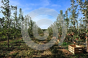 Apple trees row with boxes for fruits