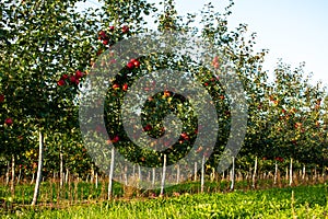 Apple trees in a row