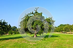 Apple trees in summer